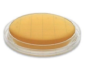 Nutrient Agar